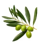 les bienfaits de la feuille d'olivier le chaudron à savon le sérail provence